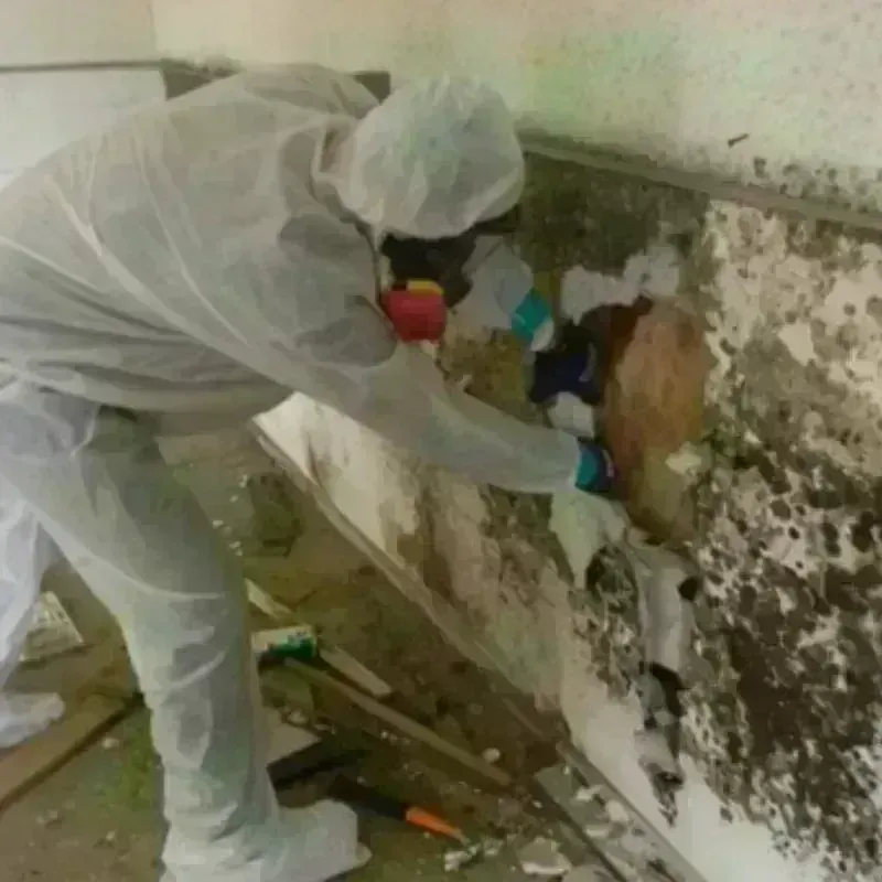 Mold Remediation and Removal in Buckley, WA